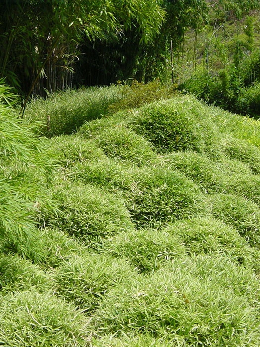 Pleioblastus Shibuyanus (variegatus) 'Tsuboi', Buntblättriger Zwergbambus 2 Pleioblastus Shibuyanus (variegatus) 'Tsuboi', Buntblättriger Zwergbambus – Bild 2