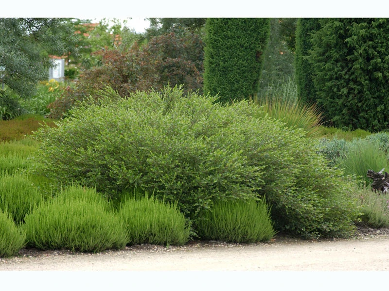 Betula Nana, Zwergbirke, Polarbirke 1 Betula Nana, Zwergbirke, Polarbirke