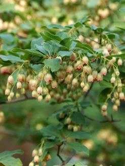 Enkianthus Campanulatus, Prachtglocke