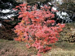 Enkianthus Campanulatus, Prachtglocke -Gartenbedarfs Geschäft prachtglocke herbst 1280x1280