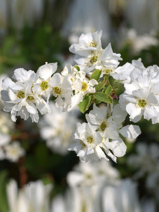 Exochorda Macrantha 'The Bride', Prunkspiere 1 Exochorda Macrantha 'The Bride', Prunkspiere