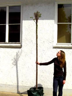 Prunus Fruticosa 'Globosa', Kugel-Kirsche - Hochstamm 9 Prunus Fruticosa 'Globosa', Kugel-Kirsche - Hochstamm -Gartenbedarfs Geschäft prunus globosa hochstamm 1280x1280