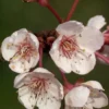 Prunus Cerasifera 'Hollywood' (Syn. Trailblazer)