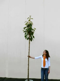 Prunus Serrulata 'Kanzan', Japanische Nelkenkirsche - Hochstamm -Gartenbedarfs Geschäft prunus kanzan hochstamm 1280x1280