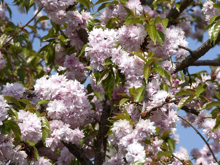 Prunus Serrulata 'Kiku-Shidare-Sakura', Japanische Hänge-Nelkenkirsche - Hochstamm 2 Prunus Serrulata 'Kiku-Shidare-Sakura', Japanische Hänge-Nelkenkirsche - Hochstamm – Bild 2