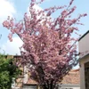 Prunus Serrulata 'Kanzan', Nelkenkirsche