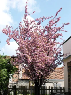 Prunus Serrulata 'Kanzan', Nelkenkirsche