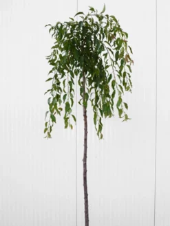 Prunus Serrulata 'Kiku-Shidare-Sakura', Japanische Hänge-Nelkenkirsche - Hochstamm 5 Prunus Serrulata 'Kiku-Shidare-Sakura', Japanische Hänge-Nelkenkirsche - Hochstamm -Gartenbedarfs Geschäft prunus shidare zakura 1280x1280