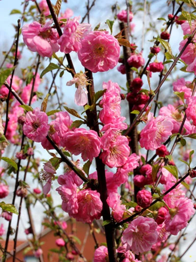 Prunus Triloba, Mandelbäumchen, Japanische Zierkirsche 3 Prunus Triloba, Mandelbäumchen, Japanische Zierkirsche – Bild 3