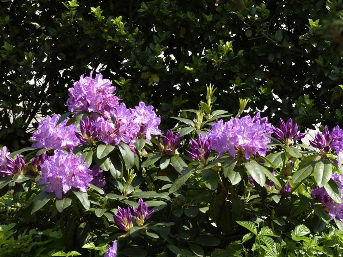 Rhododendron 'Purpureum Grandiflorum' 2 Rhododendron 'Purpureum Grandiflorum' – Bild 2