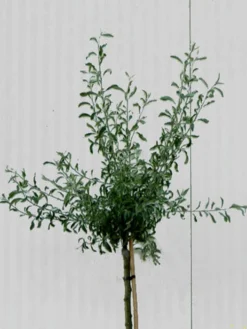 Pyrus Salicifolia 'Pendula', Hängende Silberbirne - Hochstamm 7 Pyrus Salicifolia 'Pendula', Hängende Silberbirne - Hochstamm -Gartenbedarfs Geschäft pyrus salicifolia krone 1280x1280