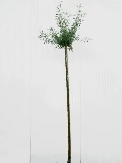 Pyrus Salicifolia 'Pendula', Hängende Silberbirne - Hochstamm 6 Pyrus Salicifolia 'Pendula', Hängende Silberbirne - Hochstamm -Gartenbedarfs Geschäft pyrus salicifolia pendula 1280x1280