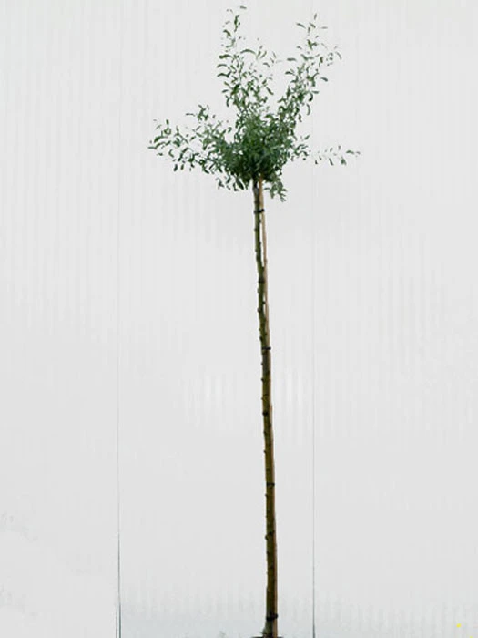 Pyrus Salicifolia 'Pendula', Hängende Silberbirne - Hochstamm 3 Pyrus Salicifolia 'Pendula', Hängende Silberbirne - Hochstamm – Bild 3