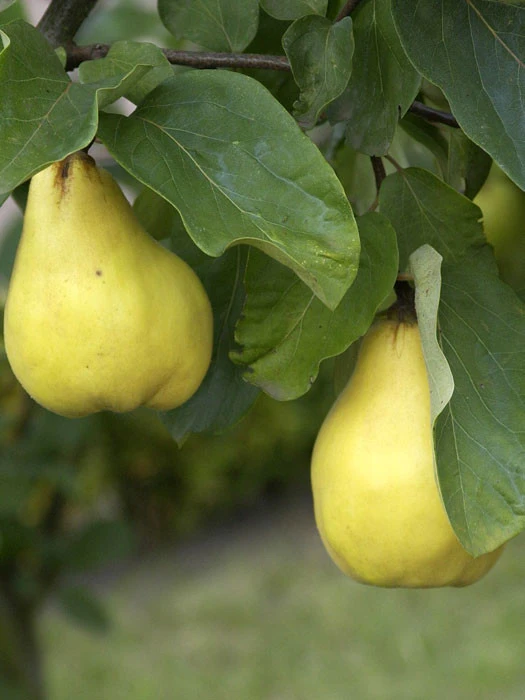 Birnenquitte 'Bereczki', Birnenquitte 1 Birnenquitte 'Bereczki', Birnenquitte