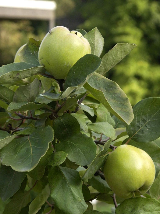 Riesenquitte Von Leskovac, Apfelquitte 1 Riesenquitte Von Leskovac, Apfelquitte