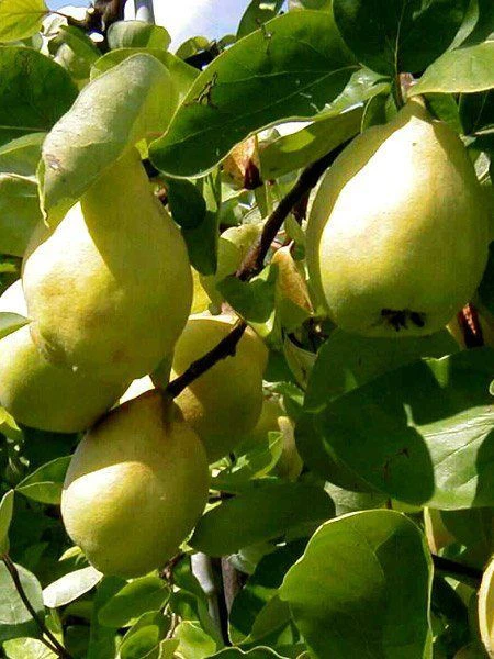 Quitte Vranja, Birnenquitte 2 Quitte Vranja, Birnenquitte – Bild 2