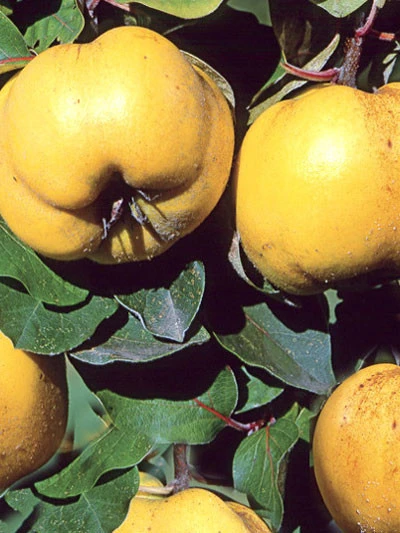 Quitte 'Konstantinopler', Apfelquitte 1 Quitte 'Konstantinopler', Apfelquitte