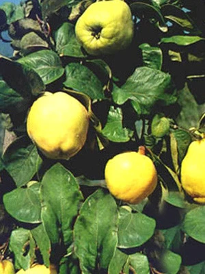 Quitte 'Portugieser', Birnenquitte 1 Quitte 'Portugieser', Birnenquitte