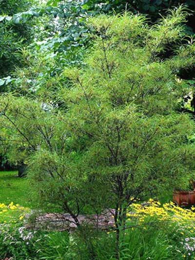 Rhamnus Frangula 'Asplenifolia' 1 Rhamnus Frangula 'Asplenifolia'