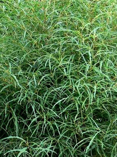 Rhamnus Frangula 'Asplenifolia' 2 Rhamnus Frangula 'Asplenifolia' – Bild 2