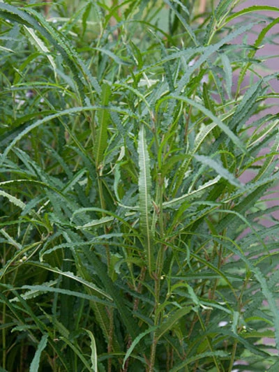 Rhamnus Frangula 'Fine Line'®, Farnblättrige Säulen-Hecke 2 Rhamnus Frangula 'Fine Line'®, Farnblättrige Säulen-Hecke – Bild 2