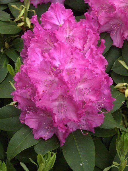 Rhododendron 'Germania' 2 Rhododendron 'Germania' – Bild 2