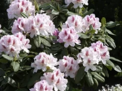 Rhododendron 'Progres' 6 Rhododendron 'Progres' -Gartenbedarfs Geschäft rhodo progres 1280x1280