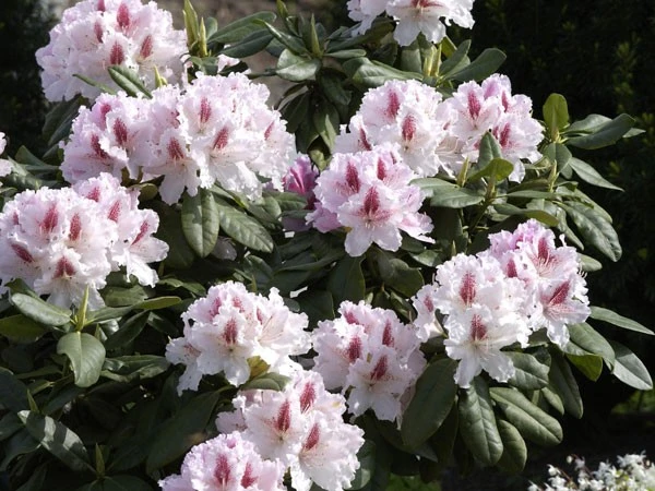 Rhododendron 'Progres' 3 Rhododendron 'Progres' – Bild 3