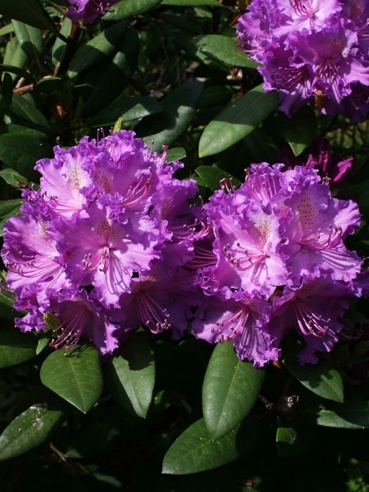 Rhododendron 'Alfred' 1 Rhododendron 'Alfred'