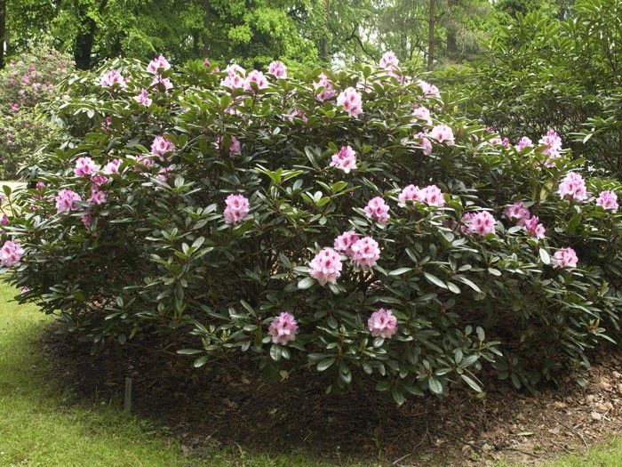Rhododendron 'Diadem' 2 Rhododendron 'Diadem' – Bild 2