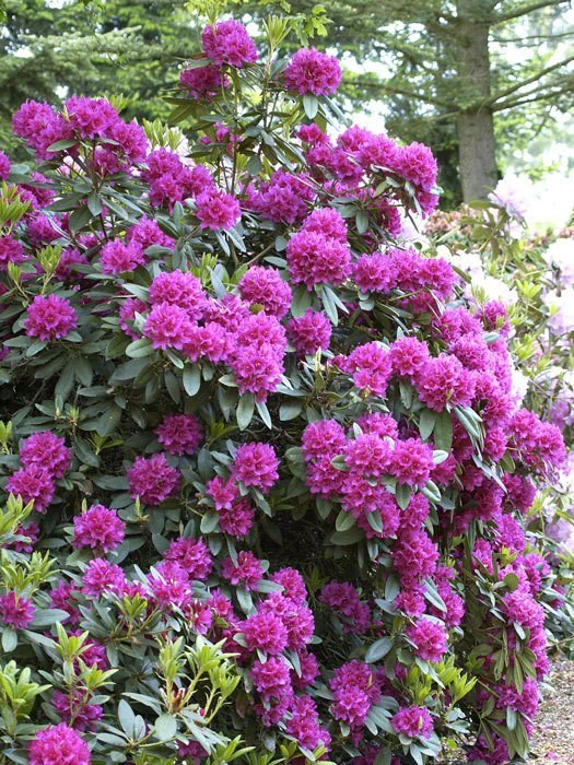 Rhododendron 'Dr. H. C. Dresselhuys' INKARHO® 2 Rhododendron 'Dr. H. C. Dresselhuys' INKARHO® – Bild 2
