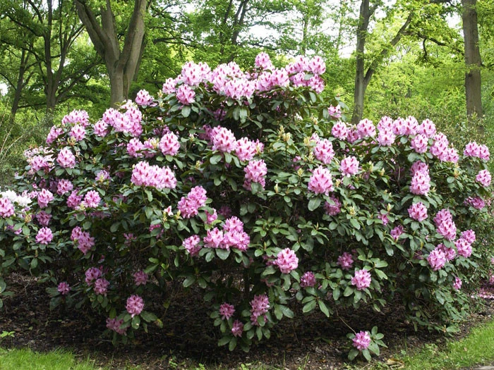 Rhododendron 'Furnivall's Daughter' INKARHO® 2 Rhododendron 'Furnivall's Daughter' INKARHO® – Bild 2