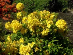 Rhododendron Luteum 'Golden Sunset', Sommergrüne Japanische Gartenazalee 5 Rhododendron Luteum 'Golden Sunset', Sommergrüne Japanische Gartenazalee -Gartenbedarfs Geschäft rhododendron golden sunset 1280x1280