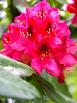Rhododendron 'Nova Zembla'