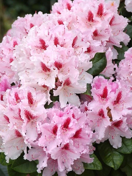 Rhododendron 'Progres' 1 Rhododendron 'Progres'