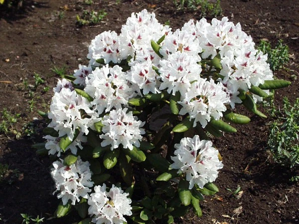 Rhododendron 'Schneeauge' 2 Rhododendron 'Schneeauge' – Bild 2