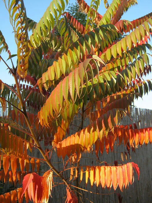 Rhus Typhina 'Tiger Eyes', Essigbaum 5 Rhus Typhina 'Tiger Eyes', Essigbaum – Bild 5