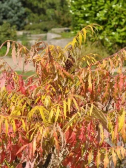 Rhus Typhina 'Tiger Eyes', Essigbaum 7 Rhus Typhina 'Tiger Eyes', Essigbaum -Gartenbedarfs Geschäft rhus tiger eyes 1280x1280