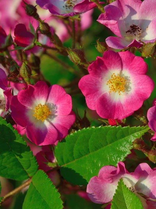 Rose Mozart ® - Lambert 1 Rose Mozart ® - Lambert