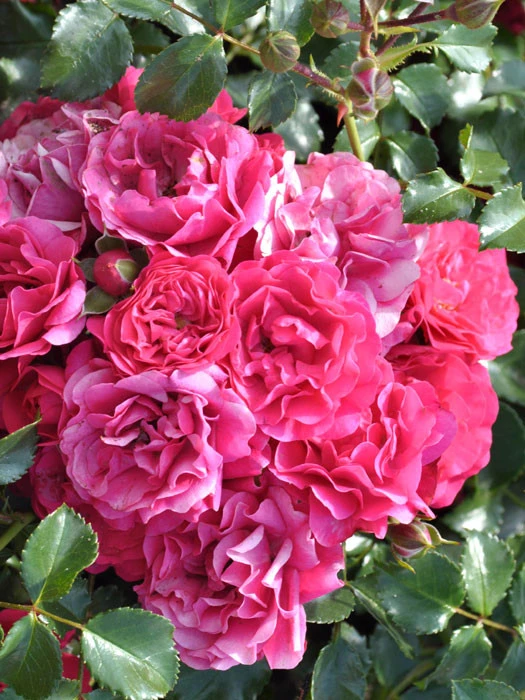 Rosen-Stämmchen Gärtnerfreude®/Toscana® - Kordes 1 Rosen-Stämmchen Gärtnerfreude®/Toscana® - Kordes