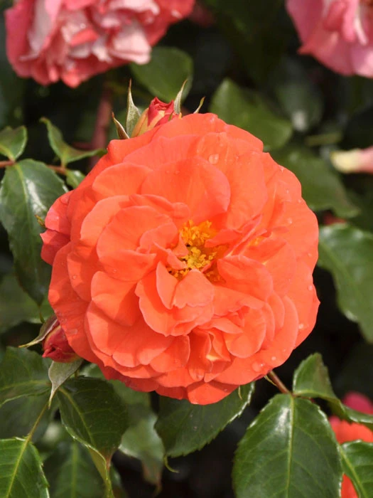 Rose Gebrüder Grimm ® - Kordes 1 Rose Gebrüder Grimm ® - Kordes