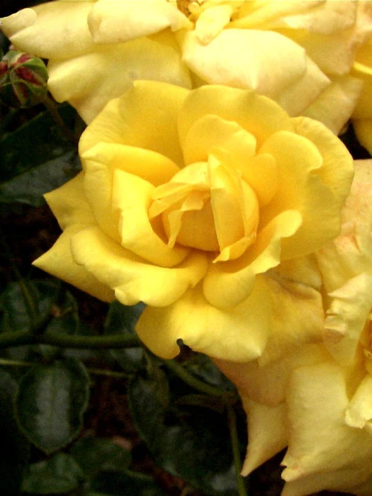 Rose Goldfassade ® 1 Rose Goldfassade ®