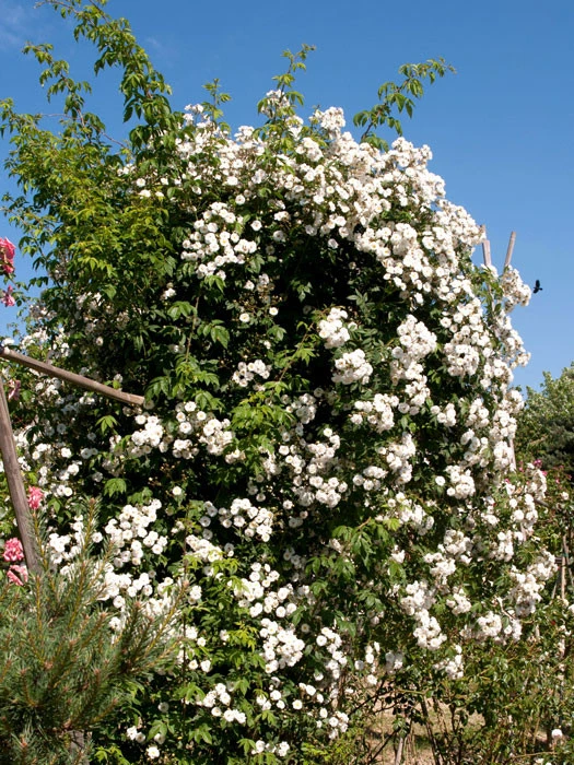 Rose Rambling Rector 2 Rose Rambling Rector – Bild 2