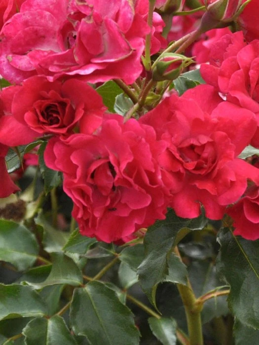 Rosen-Stämmchen Rotilia ® - Kordes 1 Rosen-Stämmchen Rotilia ® - Kordes