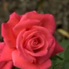Rose Super Star ® - Tantau