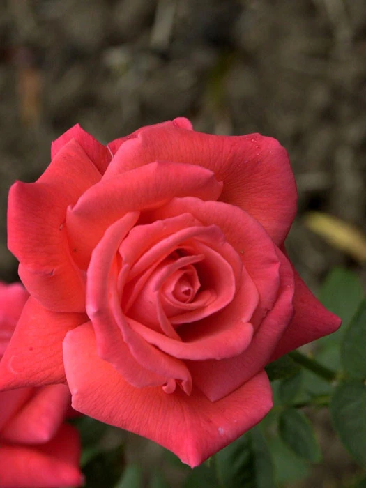 Rose Super Star ® - Tantau 1 Rose Super Star ® - Tantau