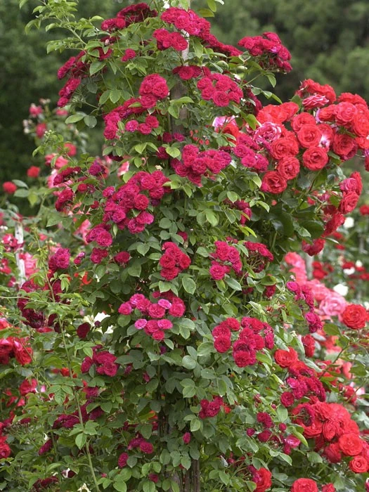 Rose Chevy Chase ® - Paul 2 Rose Chevy Chase ® - Paul – Bild 2