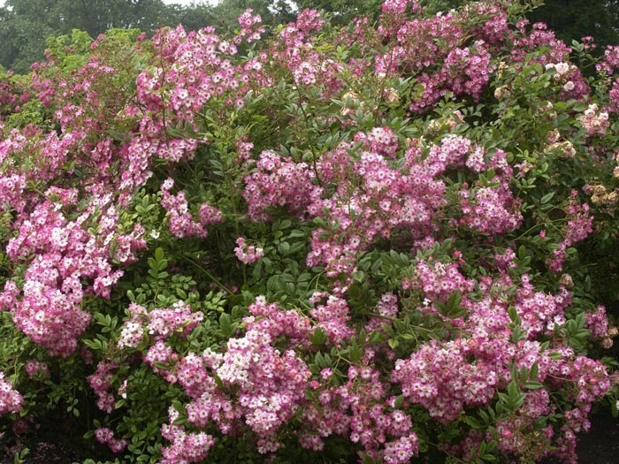 Rose Mozart ® - Lambert 2 Rose Mozart ® - Lambert – Bild 2