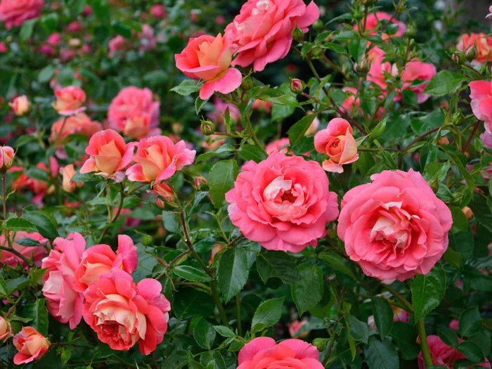 Rose Sommersonne ® - Kordes 3 Rose Sommersonne ® - Kordes – Bild 3