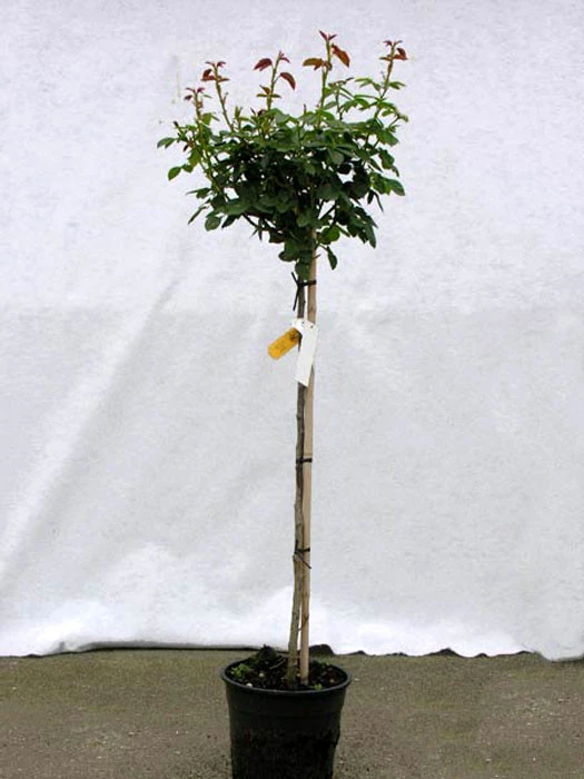 Rosen-Stämmchen Eden Rose 85 ® - Meilland 2 Rosen-Stämmchen Eden Rose 85 ® - Meilland – Bild 2